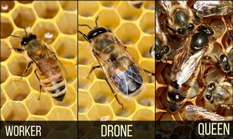 Worker Drone Queen Honey Bee Bee Pictures Male Bee Drone Bee