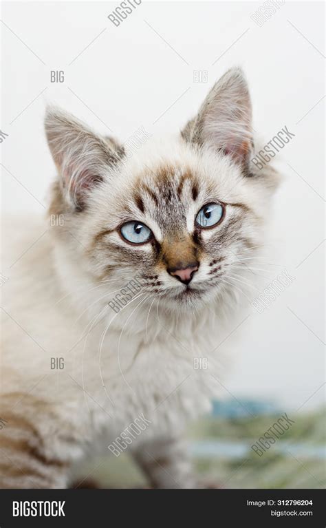 Cute Homeless Kittens Image And Photo Free Trial Bigstock