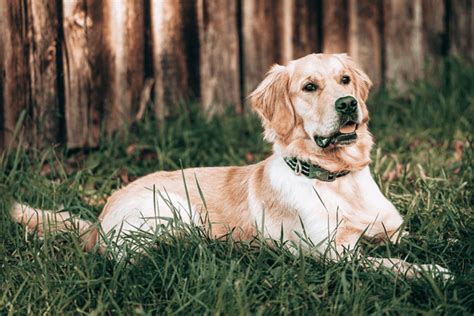 Warum ein Hundeführerschein für Golden Retriever Besitzer unerlässlich ist