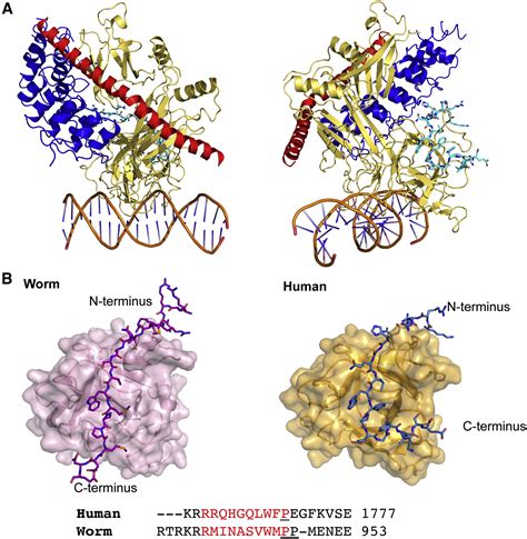 Conformational Locking Upon Cooperative Assembly Of Notch Transcription