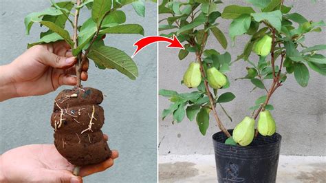 Tips For Propagating Guava Trees By Cuttings With Aloe Vera For