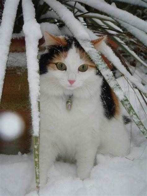 Pin By Emi Lika Cat Urasoe On C Cat Snow Beautiful