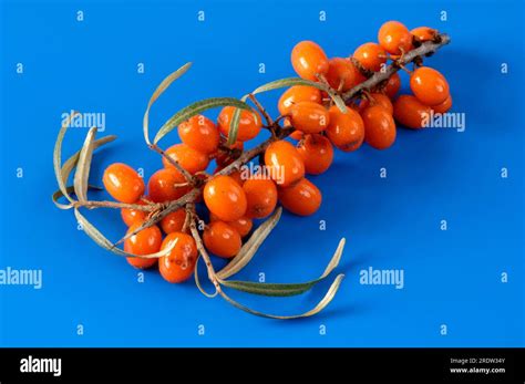 Sea Buckthorn Hippophae Rhamnoides Stock Photo Alamy