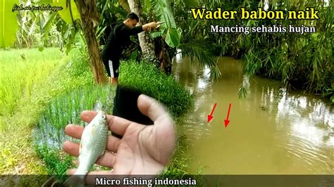 Mancing Ikan Wader Babon Sehabis Hujan Umpan Laron Tapi Cuma Dapat 1