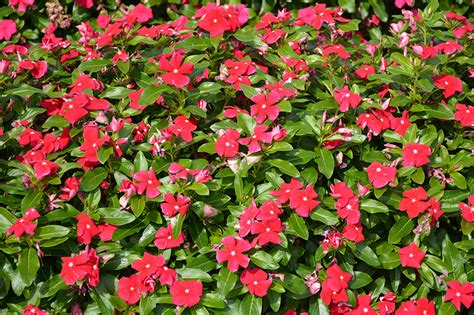 Cora Xdr Red Vinca Catharanthus Roseus Cora Xdr Red In Reno Sparks