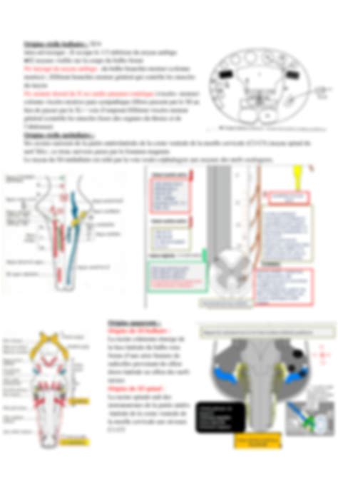 SOLUTION Anatomie Des Nerfs Craniens Partie 2 Studypool