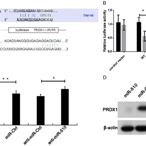 Mir Negatively Regulated Prdx Expression In Caco Cells By