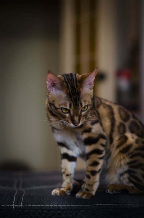 Bengal Cat Food and Diet: A [Very Good] Guide - That Bengal Cat