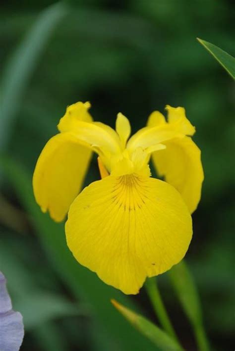 Yellow Japanese Iris | 붓꽃