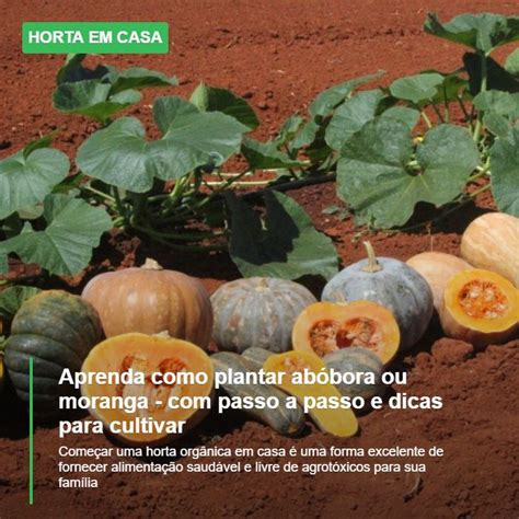 Aprenda A Plantar Abobora Ou Moranga Em Sua Horta Ab Bora Come Ando