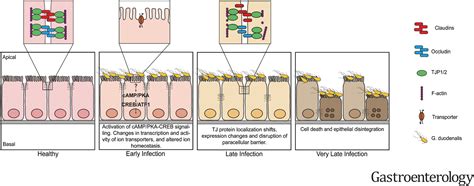 Dissection Of Barrier Dysfunction In Organoid Derived Human Intestinal