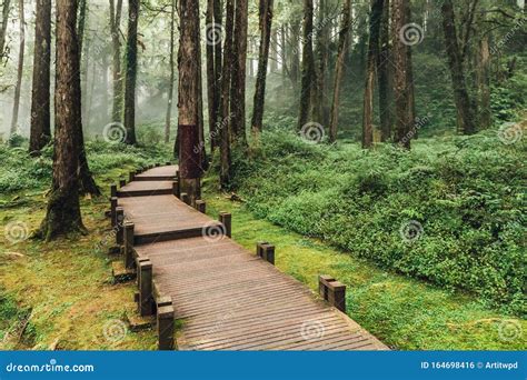 Caminhada De Madeira Que Leva A Cedar E Cypress Rvores Na Floresta