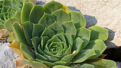 Types Of Succulents For Your Home And Garden With Pictures