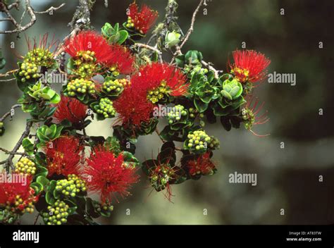 Ohia lehua flowers hi-res stock photography and images - Alamy