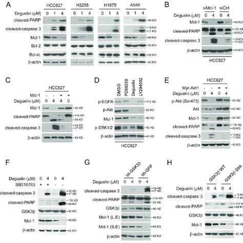 Deguelin Promotes Mcl 1 Ubiquitination In Nsclc Cells A Hcc827 Cells