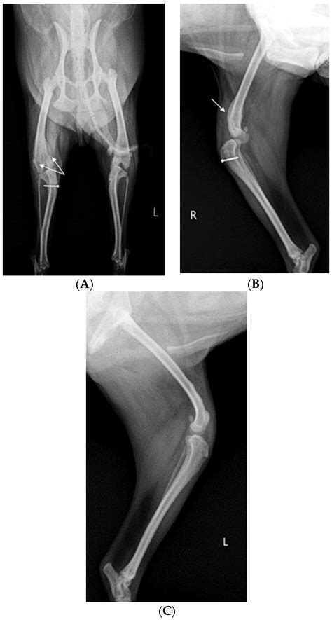 Veterinary Sciences | Free Full-Text | Stifle Joint Arthrodesis for ...