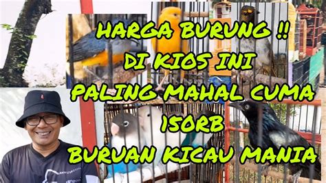 HARGA BURUNG DI Kios Ini Paling Mahal Cuma 150rb Dan Masih Bisa Nego