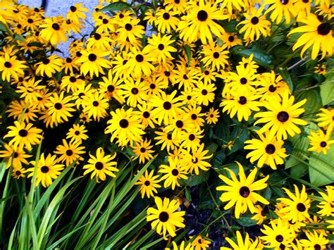 Black-Eyed Susans Yellow Flowers Photograph by M Sylvia Chaume | Fine Art America