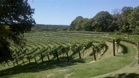 montaluce winery vines | Nice view, Farmland, Winery