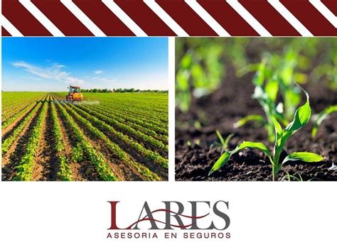 Seguros Para El Cultivo Lares La Agricultura Es Una Actividad Que Garantiza La Seguridad