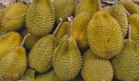 Cara Menanam Pohon Durian Agar Cepat Berbuah Banyak Orang Yang Suka