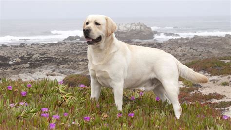 Yellow Labrador Retriever wallpaper - My Doggy Rocks