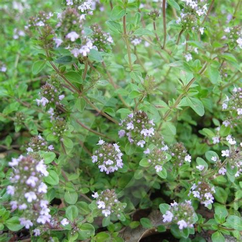 Herb Thyme Purple Creeping Seeds | Quality Seeds from Sow Seeds Ltd