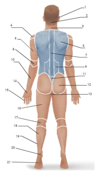 Anatomical Regions Posterior Diagram Quizlet