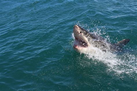 Woman Holds The Fin Of A 20 Ft Great White Shark While Swimming