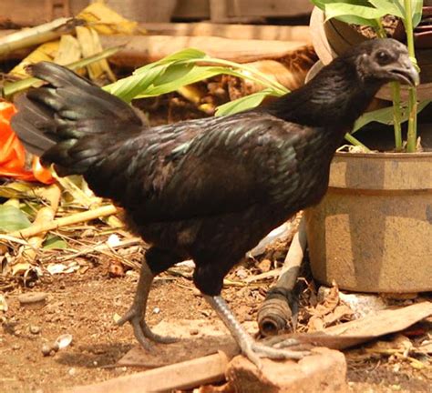 Ayam Cemani Chicken: Origin, Characteristics, Uses, Photo