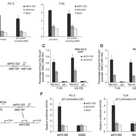 RNAs targeting the p21 gene promoter induce p21 expression in different ...