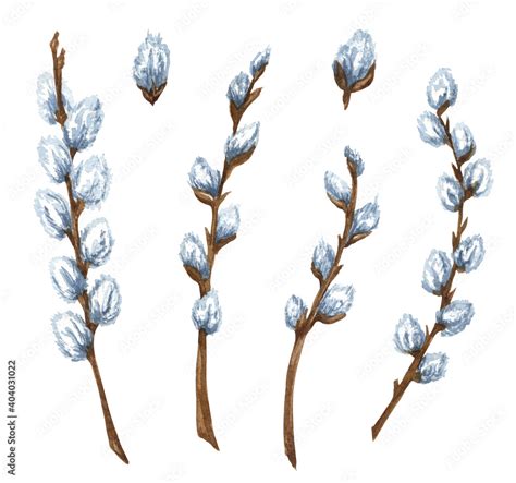 Pussy Willow Branches Drawing