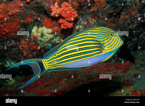 Striped Surgeonfish Acanthurus Lineatus Similan Islands Thailand