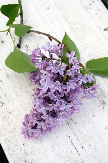 Growing Caring For Lilac Bushes Tips From A Pro Artofit