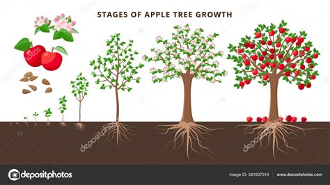 Apple Tree Growing Stages Vector Botanical Illustration In Flat Design Isolated On White