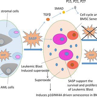 Transplantation Of Adipose Tissue Derived From Leprdb Db Mice Into