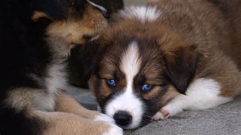 Wallpaper Australian Shepherd Dog Puppies Blue Eyes 1920x1080