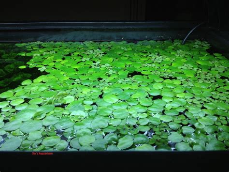 amazon frogbit limnobium laevigatum  etsy