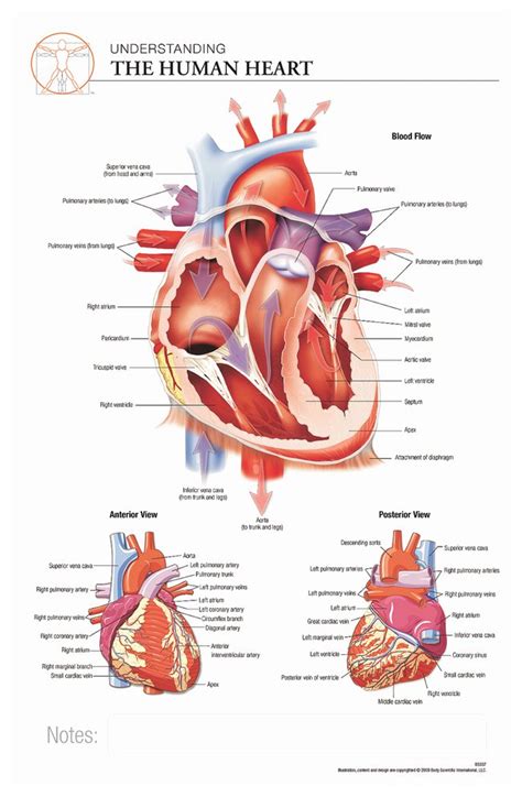 The Anatomy Of The Heart - Anatomical Charts & Posters