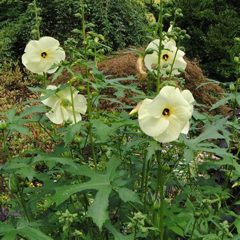 Sunset Hibiscus Seeds Abelmoschus Manihot 10 Zaden In Etsy