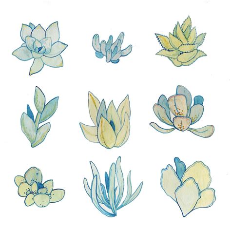 Succulent Plants Drawing Types Of Succulent Plant