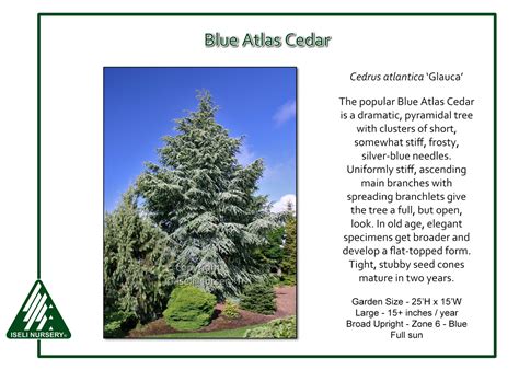 Cedrus atlantica 'Glauca' - Iseli Nursery