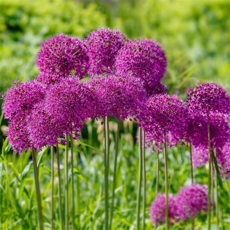 Garden State Bulb 12 Cm Allium Purple Sensation Flower Bulbs Bag Of 25