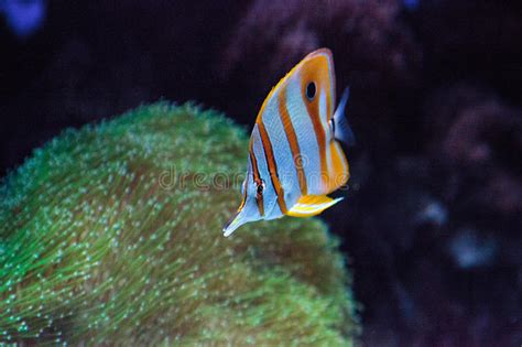 Copper Banded Butterflyfish Chelmon Rostratus Stock Photo Image Of