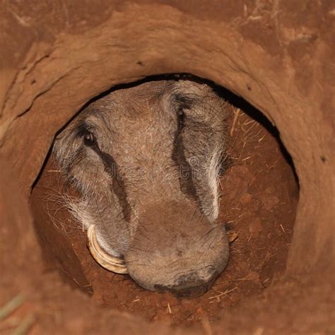 Warthog In A Hole Stock Image Image Of Nostril Ground 4994349