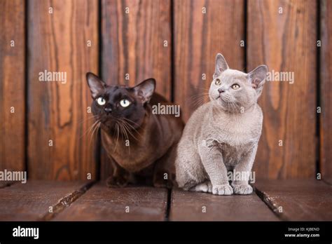 Gatito Y Gato Adulto Raza European Birmanos Padre E Hijo Sentados En