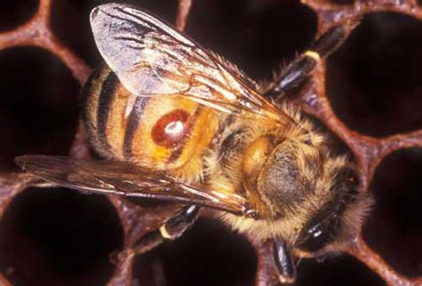 Varroa Mites and Bees - Bee Well Honey Farm