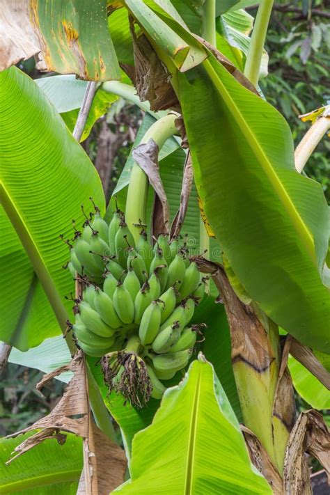 A Banana Tree With A Bunch Of Green Bananas Stock Photo Image Of