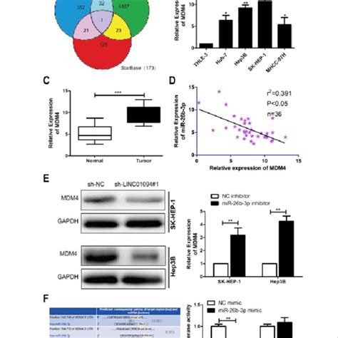 Mdm Was The Target Gene Of Mir B P A Venn Map Depicted For The