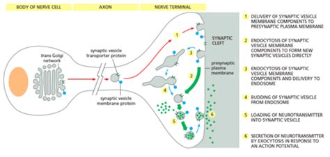 Molecular Biology Exam 2 Intracellular Vesicular Trafficking